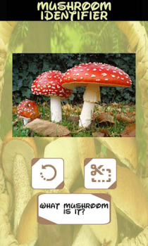 Herunterladen Pilz-Identifikator Unterhaltung für Android Bildschirmfoto 6