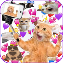 Herunterladen  WAStickerApps Aufkleber Katzen