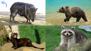 Herunterladen Kinder Tiere - Tiergeräusche Lernen für Android Bildschirmfoto 6