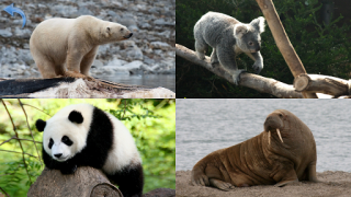Herunterladen Kinder Tiere - Tiergeräusche Lernen für Android Bildschirmfoto 7