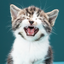 Herunterladen  Klingt von Katzen!
