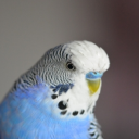Herunterladen  Appp.io - Parakeet Sounds