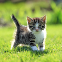 Herunterladen  Cat Live Wallpaper