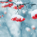 Herunterladen  Beautiful Winter Live Wallpape