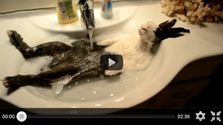 Herunterladen Free Funny Videos for Whatsapp Unterhaltung für Android Bildschirmfoto 6