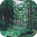Herunterladen  Forest Wallpapers HD (backgrounds & themes)