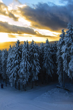 Herunterladen Forest Wallpapers HD (backgrounds & themes) Personalisierung für Android Bildschirmfoto 2