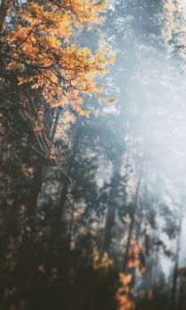 Herunterladen Forest Wallpapers HD (backgrounds & themes) Personalisierung für Android Bildschirmfoto 3