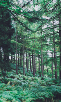 Herunterladen Forest Wallpapers HD (backgrounds & themes) Personalisierung für Android Bildschirmfoto 4