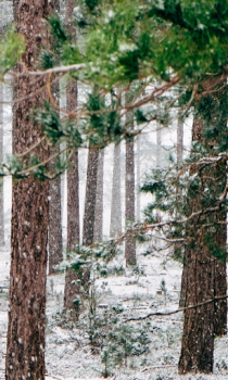 Herunterladen Forest Wallpapers HD (backgrounds & themes) Personalisierung für Android Bildschirmfoto 5