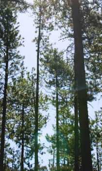 Herunterladen Forest Wallpapers HD (backgrounds & themes) Personalisierung für Android Bildschirmfoto 6
