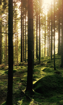 Herunterladen Forest Wallpapers HD (backgrounds & themes) Personalisierung für Android Bildschirmfoto 7