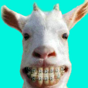 Herunterladen  Funny Animal Videos: Cats Dogs