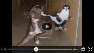 Herunterladen Funny Animal Videos: Cats Dogs Unterhaltung für Android Bildschirmfoto 2