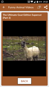 Herunterladen Funny Animal Videos: Cats Dogs Unterhaltung für Android Bildschirmfoto 6