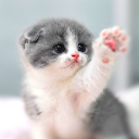Herunterladen  Cat Wallpapers HD Cute