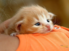 Herunterladen Cat Wallpapers HD Cute Personalisierung für Android Bildschirmfoto 2