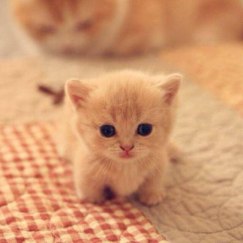 Herunterladen Cat Wallpapers HD Cute Personalisierung für Android Bildschirmfoto 3