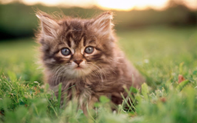 Herunterladen Cat Wallpapers HD Cute Personalisierung für Android Bildschirmfoto 4