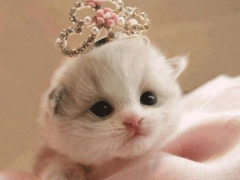 Herunterladen Cat Wallpapers HD Cute Personalisierung für Android Bildschirmfoto 5