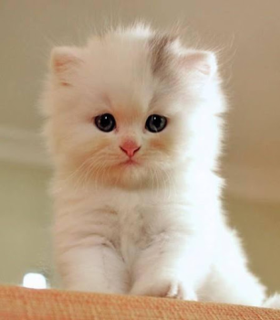 Herunterladen Cat Wallpapers HD Cute Personalisierung für Android Bildschirmfoto 6