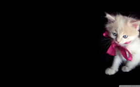 Herunterladen Cat Wallpapers HD Cute Personalisierung für Android Bildschirmfoto 7