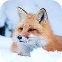 Herunterladen  Fox Wallpaper HD: backgrounds & themes
