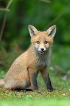 Herunterladen Fox Wallpaper HD: backgrounds & themes Personalisierung für Android Bildschirmfoto 2