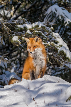 Herunterladen Fox Wallpaper HD: backgrounds & themes Personalisierung für Android Bildschirmfoto 3