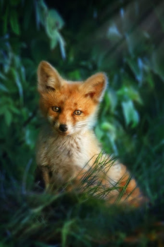 Herunterladen Fox Wallpaper HD: backgrounds & themes Personalisierung für Android Bildschirmfoto 4