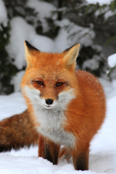 Herunterladen Fox Wallpaper HD: backgrounds & themes Personalisierung für Android Bildschirmfoto 5