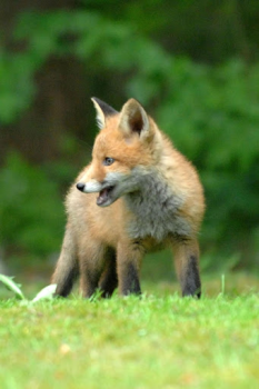 Herunterladen Fox Wallpaper HD: backgrounds & themes Personalisierung für Android Bildschirmfoto 6