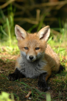 Herunterladen Fox Wallpaper HD: backgrounds & themes Personalisierung für Android Bildschirmfoto 7