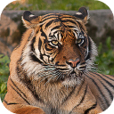 Herunterladen  Tiger Wallpapers HD (backgrounds & themes)
