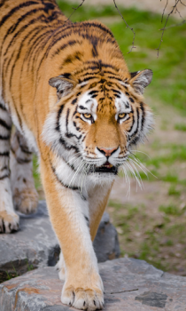 Herunterladen Tiger Wallpapers HD (backgrounds & themes) Personalisierung für Android Bildschirmfoto 2