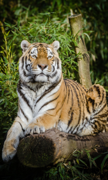 Herunterladen Tiger Wallpapers HD (backgrounds & themes) Personalisierung für Android Bildschirmfoto 3