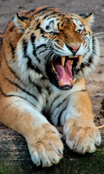 Herunterladen Tiger Wallpapers HD (backgrounds & themes) Personalisierung für Android Bildschirmfoto 4