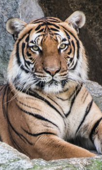 Herunterladen Tiger Wallpapers HD (backgrounds & themes) Personalisierung für Android Bildschirmfoto 5