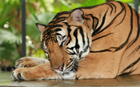 Herunterladen Tiger Wallpapers HD (backgrounds & themes) Personalisierung für Android Bildschirmfoto 6