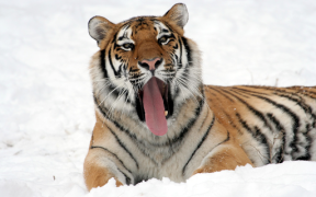 Herunterladen Tiger Wallpapers HD (backgrounds & themes) Personalisierung für Android Bildschirmfoto 7