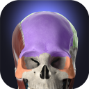 Herunterladen  Anatomyka - 3D Anatomy Atlas