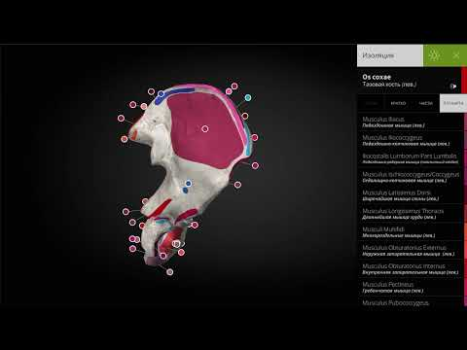 Herunterladen Anatomyka - 3D Anatomy Atlas Medizin für Android Bildschirmfoto 8