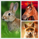 Herunterladen  Animals LIve Wallpaper