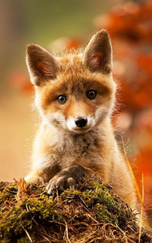 Herunterladen Animals LIve Wallpaper Personalisierung für Android Bildschirmfoto 2