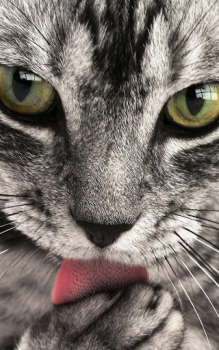 Herunterladen Animals LIve Wallpaper Personalisierung für Android Bildschirmfoto 3