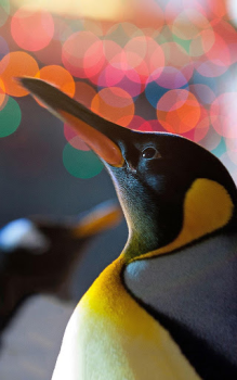 Herunterladen Animals LIve Wallpaper Personalisierung für Android Bildschirmfoto 6