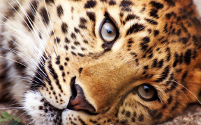 Herunterladen Animals LIve Wallpaper Personalisierung für Android Bildschirmfoto 7