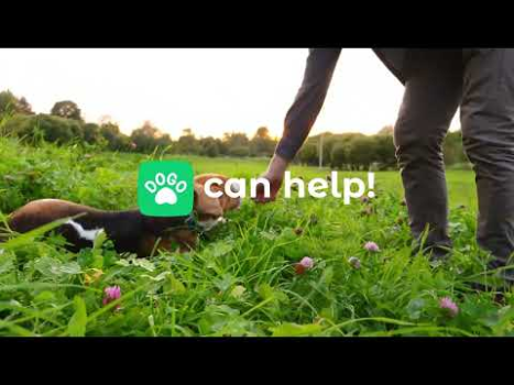 Herunterladen Dogo - Hundetraining App Bildung für Android Bildschirmfoto 8