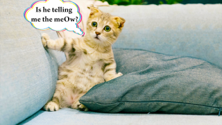 Herunterladen Cat translator. Cat sounds. Meow joke Unterhaltung für Android Bildschirmfoto 2