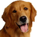 Herunterladen  Dog Breeds